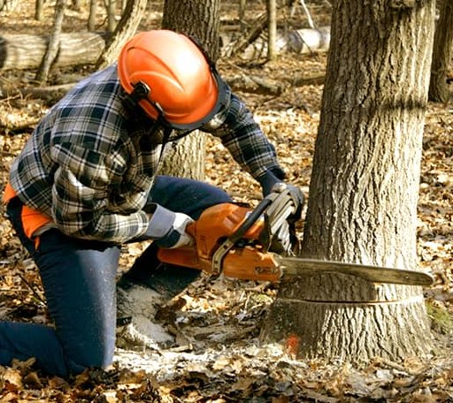 Tree Removal in Bazine, KS